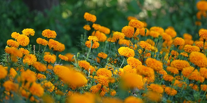 Luteina Zeaxantina Tagetes erecta o que e